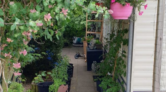 Endlich habe ich es geschafft meine Tomaten- und Paprikapflänzchen auszupflanzen