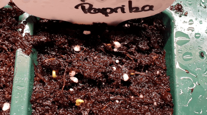 Die ersten Samen sind gekeimt…