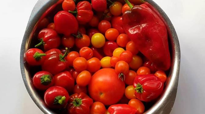 Für welche Tomatensorten soll ich mich nur entscheiden ?