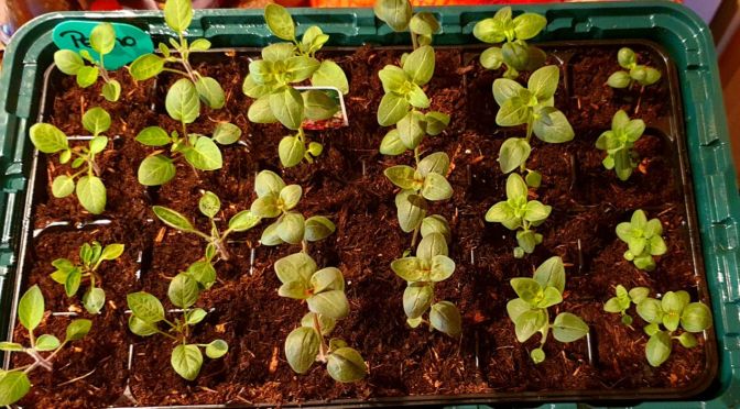 Die ausgesäten Blumen sehen gut aus…