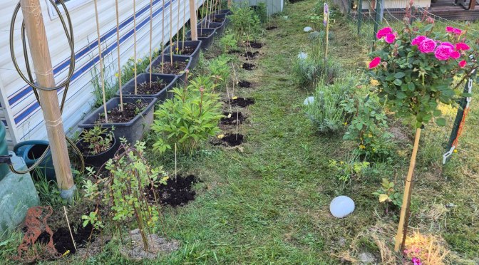 Mein kleines Blumenbeet…