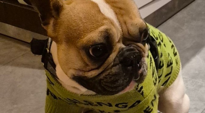 Hund sucht neues Zuhause